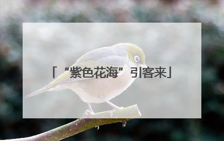 “紫色花海”引客来