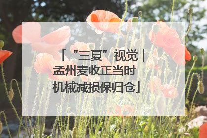 “三夏”视觉｜孟州麦收正当时 机械减损保归仓