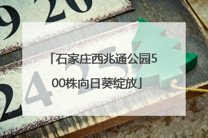 石家庄西兆通公园500株向日葵绽放