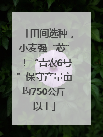 田间选种，小麦强“芯”！“青农6号”保守产量亩均750公斤以上