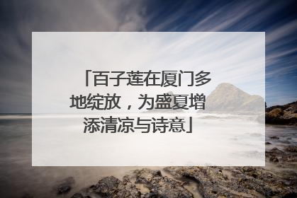 百子莲在厦门多地绽放，为盛夏增添清凉与诗意