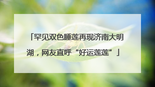 罕见双色睡莲再现济南大明湖，网友直呼“好运莲莲”