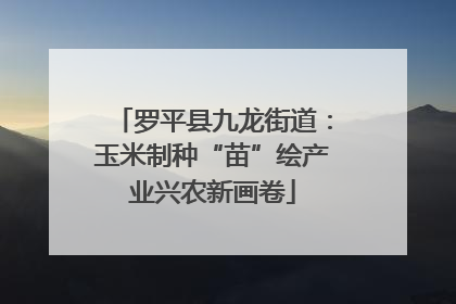 罗平县九龙街道：玉米制种“苗”绘产业兴农新画卷