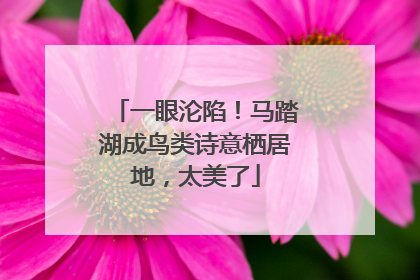 一眼沦陷！马踏湖成鸟类诗意栖居地，太美了