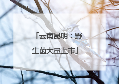 云南昆明：野生菌大量上市