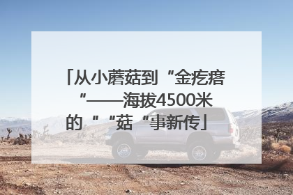 从小蘑菇到“金疙瘩“——海拔4500米的““菇“事新传