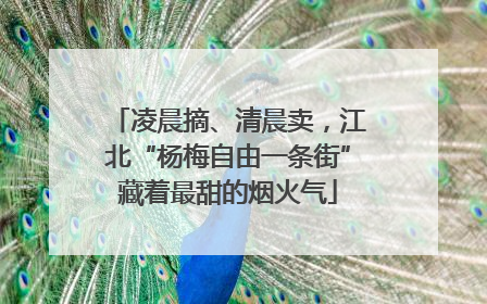凌晨摘、清晨卖，江北“杨梅自由一条街”藏着最甜的烟火气