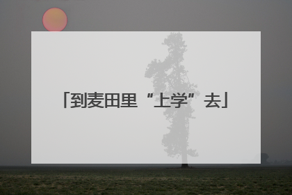 到麦田里“上学”去