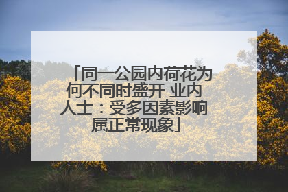 同一公园内荷花为何不同时盛开 业内人士：受多因素影响 属正常现象