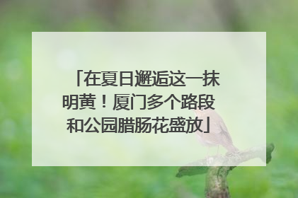 在夏日邂逅这一抹明黄！厦门多个路段和公园腊肠花盛放