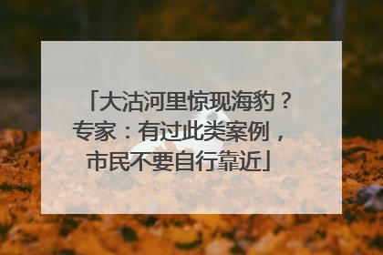 大沽河里惊现海豹？专家：有过此类案例，市民不要自行靠近