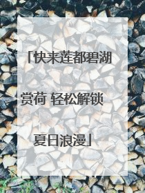 快来莲都碧湖赏荷 轻松解锁夏日浪漫