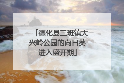 德化县三班镇大兴岭公园的向日葵进入盛开期