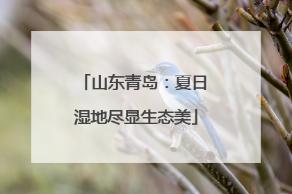 山东青岛：夏日湿地尽显生态美