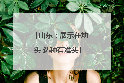 山东：展示在地头 选种有准头
