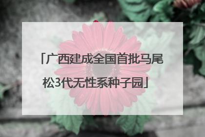 广西建成全国首批马尾松3代无性系种子园