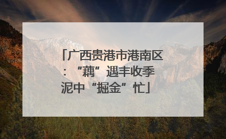 广西贵港市港南区：“藕”遇丰收季 泥中“掘金”忙