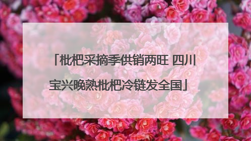 枇杷采摘季供销两旺 四川宝兴晚熟枇杷冷链发全国