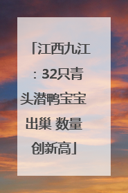 江西九江：32只青头潜鸭宝宝出巢 数量创新高