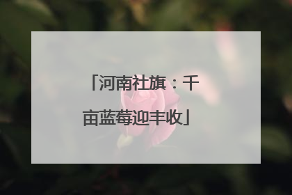 河南社旗：千亩蓝莓迎丰收