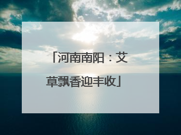 河南南阳：艾草飘香迎丰收