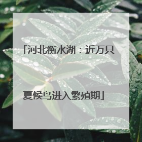 河北衡水湖：近万只夏候鸟进入繁殖期