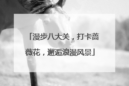 漫步八大关，打卡蔷薇花，邂逅浪漫风景