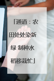 通道：农田处处染新绿 制种水稻移栽忙