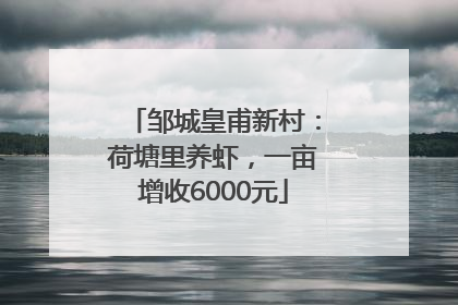 邹城皇甫新村：荷塘里养虾，一亩增收6000元