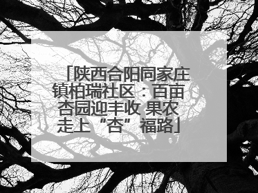 陕西合阳同家庄镇柏瑞社区：百亩杏园迎丰收 果农走上“杏”福路