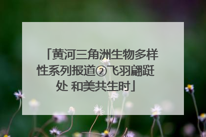黄河三角洲生物多样性系列报道②飞羽翩跹处 和美共生时